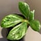 Elatostema sp. from Nopphitam [TK260915]