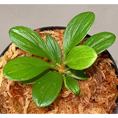 Homalomena sp. [LA0317-z-r]