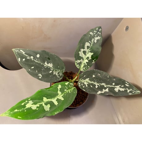 Aglaonema pictum A "しるば〜らいん" Aceh sumatera [LA1117-05j]