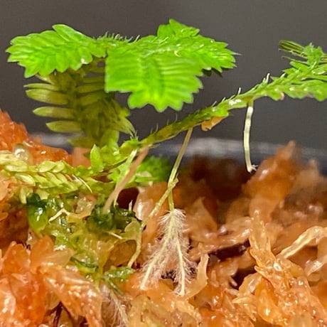 Selaginella biformis [STRINGE PLANTS]