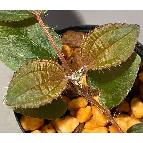 Phyllagathis sp. from Cao Bang Viet Nam [R1217-02]