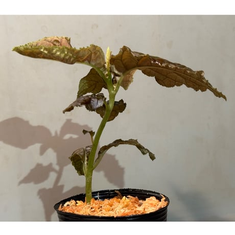 Ardisia sp. from Lao Cai-E [R0517-01]