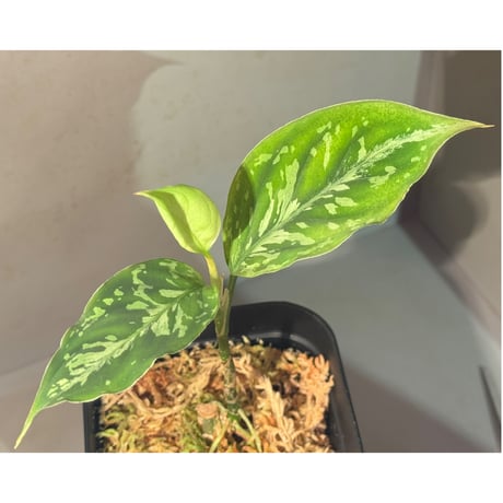 Aglaonema pictum "Rainy Blue" BNN from Sibolga timur [AZ0817-4c]