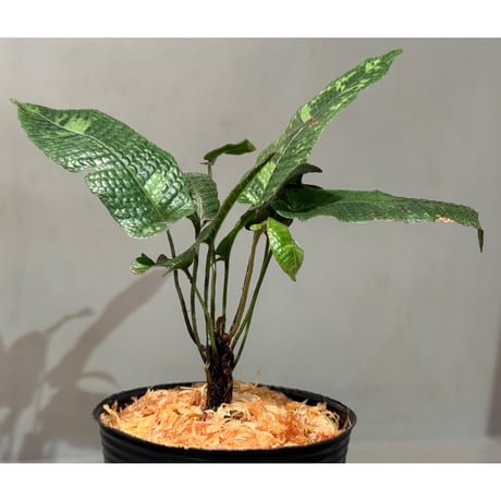 Thelypteris sp. from Hong Kong [YH0918]