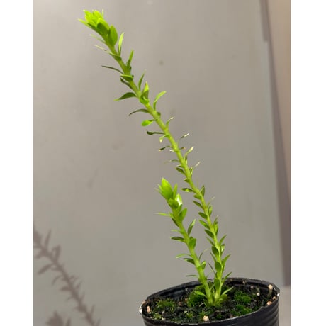 Phlegmariurus phlegmarioides Aimas, Sorong, West Papua 伊藤蟻植物農園