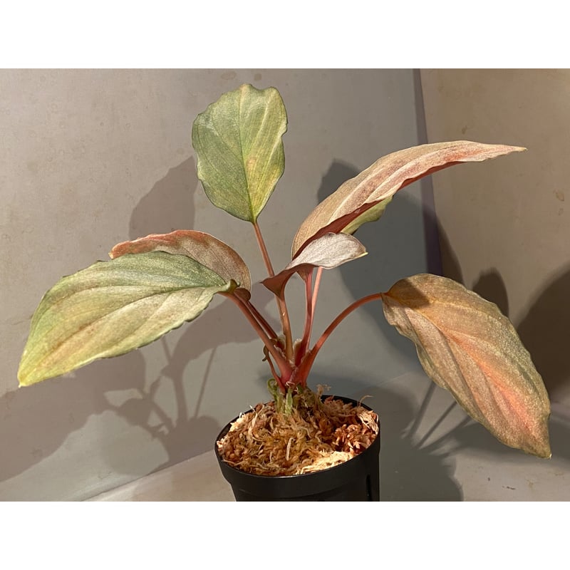 Homalomena sp. 