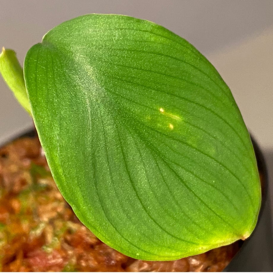 62011ea3423f6a58570e3d3f