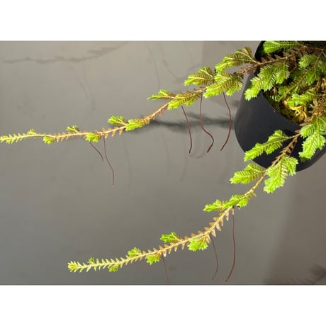 Selaginella sp. from Iquitos Peru [tanakay]