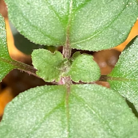 Hemigraphis reptans from Mindanao [KSB]
