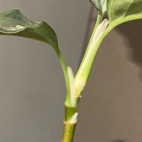 Aglaonema pictum”Knights of The Zodiac”IBU from Sibolga timur [AZ1015-2a]