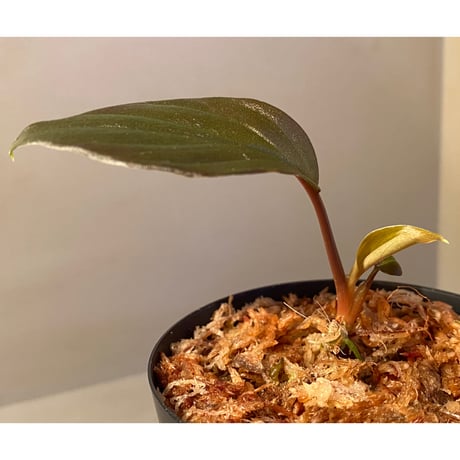 Homalomena sp. from Pahang Malaysia [R0718-02] RIO