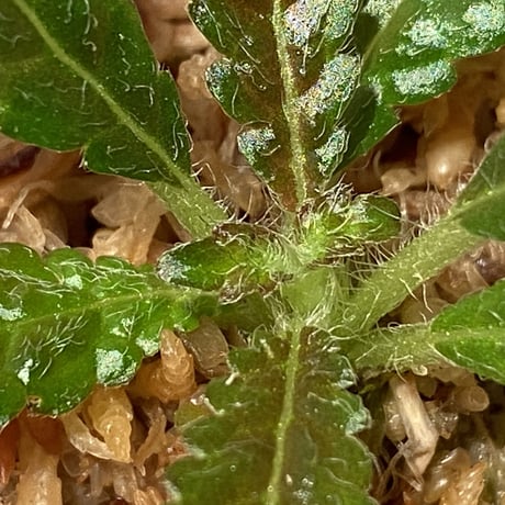 Nautilocalyx pemphidius