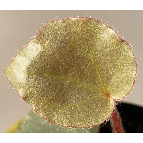 Begonia sp. f1 from Sumatera [NT ORCHID]
