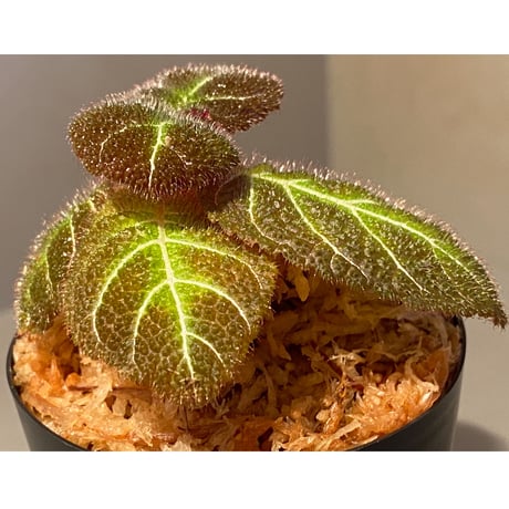 Pearcea hypocyrtiflora from Rio Napo Ecuador [tanakay] 白葉脈