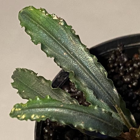Bucephalandra sp. from "Mangat" [MF0417-2A]