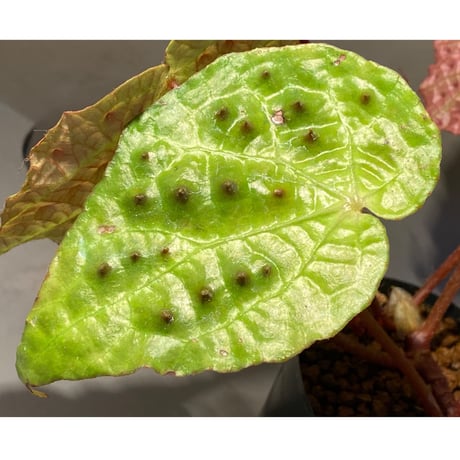 Begonia ferox from Northern Vietnam