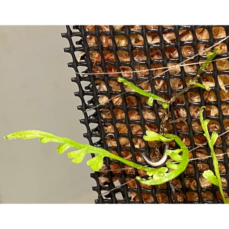 Teratophyllum aculeatum from Nanga pinoh [TB]