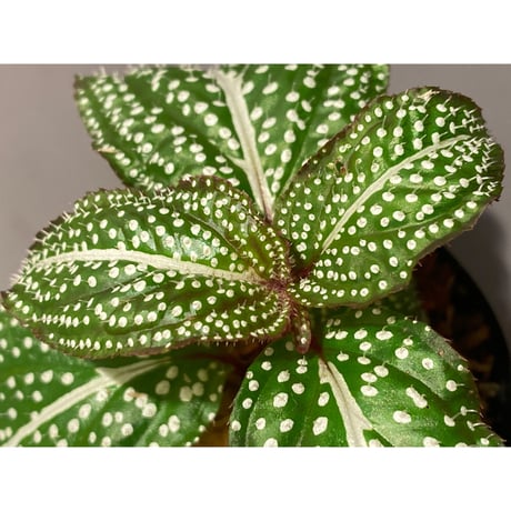 Sonerila sp. "White dot"