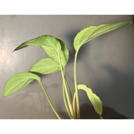Homalomena sp. "銀A" from Cameron Highland [TK160116]