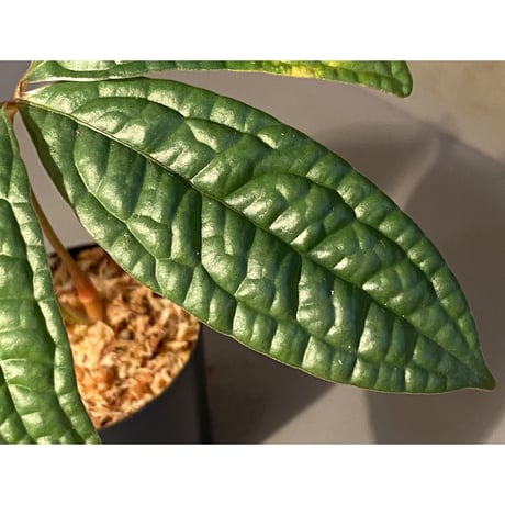Anthurium sp. Ecuador