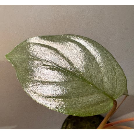 Homalomena sp. "Light Blue Silver" from Kepulauan Riau