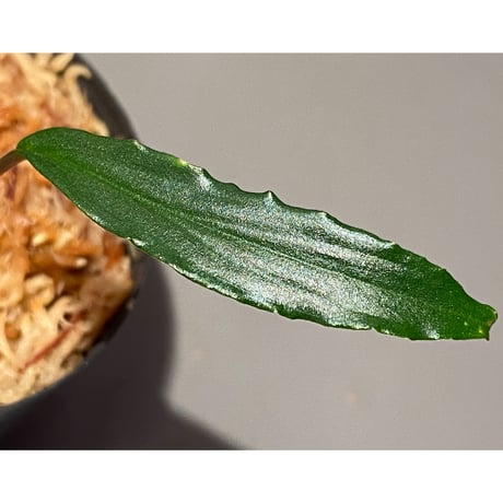 Homalomena vittifolia from Sulawesi [LA0811-00] ①