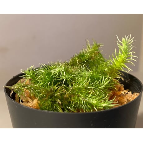 Moss "Sumatra utara" Sumatra [TB] ②