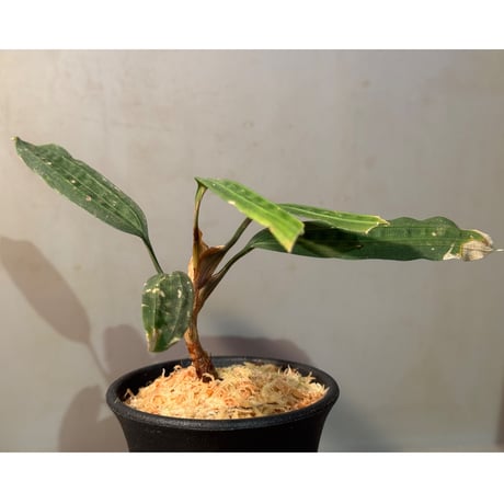 Mapania cuspidata from Bengkayang West Kalimantan
