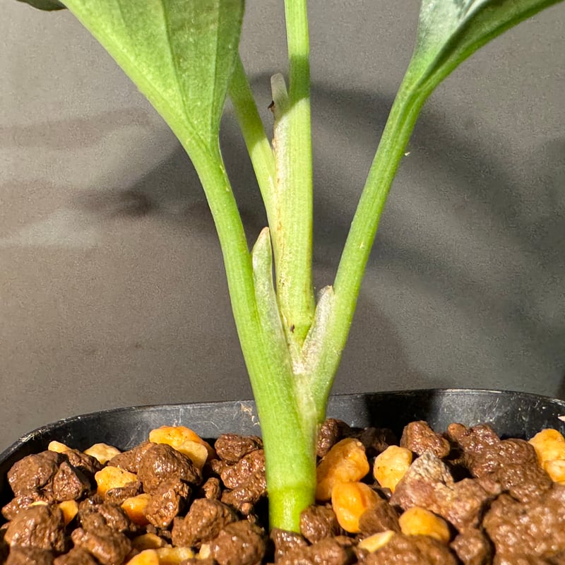 Aglaonema pictum GW1603 