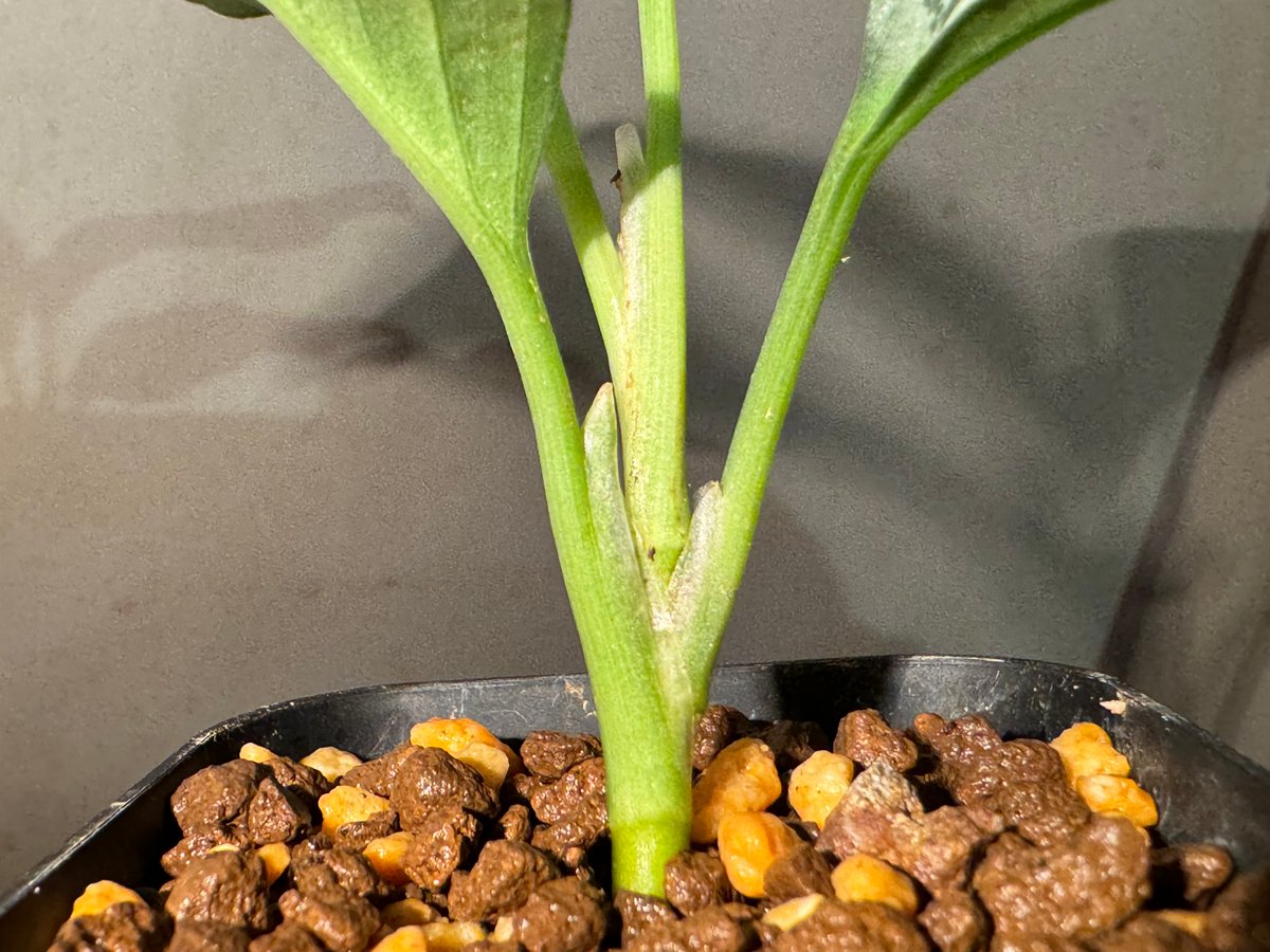 Aglaonema pictum GW1603 