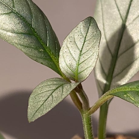 Acanthaceae gen. from Laos [LA]