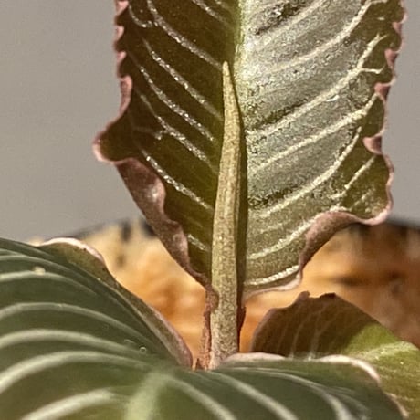 Ardisia sp. from Perlis Malaysia