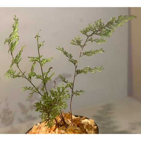 Hymenophyllum sp. from Aceh sumatera