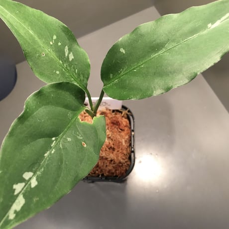 Aglaonema pictum from Sumatera A2 [TK070918] タグ付き