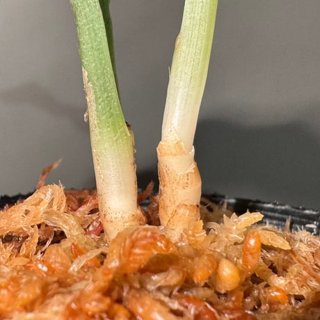 Scaphochlamys Multifolia Ooi