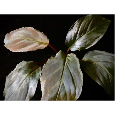 Homalomena sp. "Deep Purple" JKT from Pulau Nias [AZ0215-1]