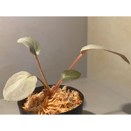 Homalomena sp. "Silver Bullet" from Pulau Lingga [AZ0917-1]