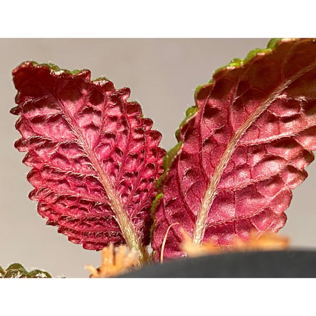 Nautilocalyx sp. 伊藤蟻植物農園