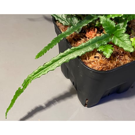(大株) Bolbitis sp. from Siberut [LA]