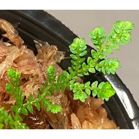 Selaginella sp. from Prachuap Khiri Khan Thailand