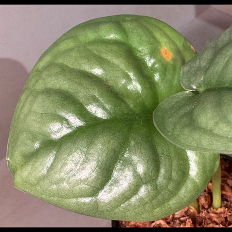 Scindapsus sp. from Pahang Malaysia
