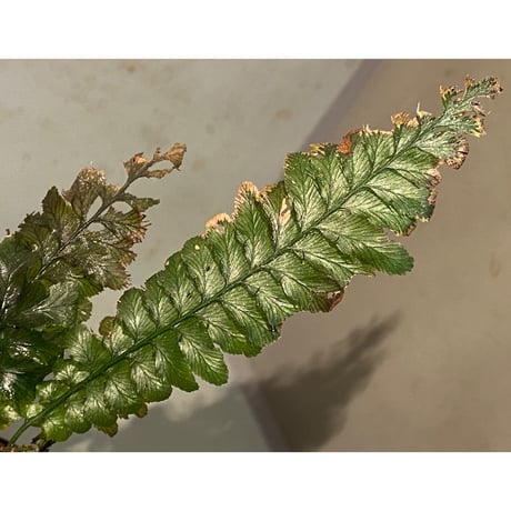 Cephalomanes sp. from Khlong Yai Trat Thailand ②