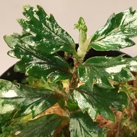 Begonia sp. from Papua New Guinea