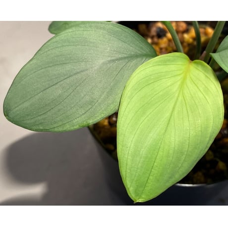 Homalomena sp. Aceh Silver from Aceh sumatera [LA0613-00]