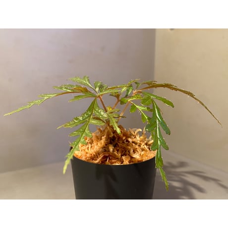 Begonia polilloensis
