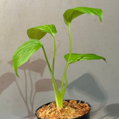 Homalomena sp. "Aceh selatan3" from Aceh Sumatra [TB2303]