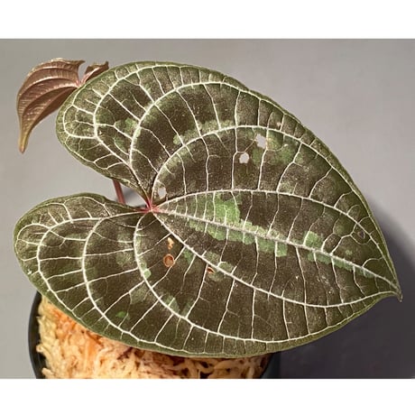 Dioscorea dodecaneura (discolor)