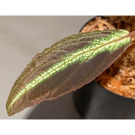 Sonerila sp. from Trat Thailand ①