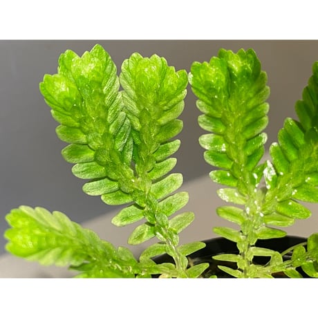 Selaginella sp. バリエガータ from "Nanga pinoh" [TB]
