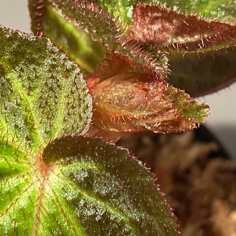 Begonia sp. from Manaus